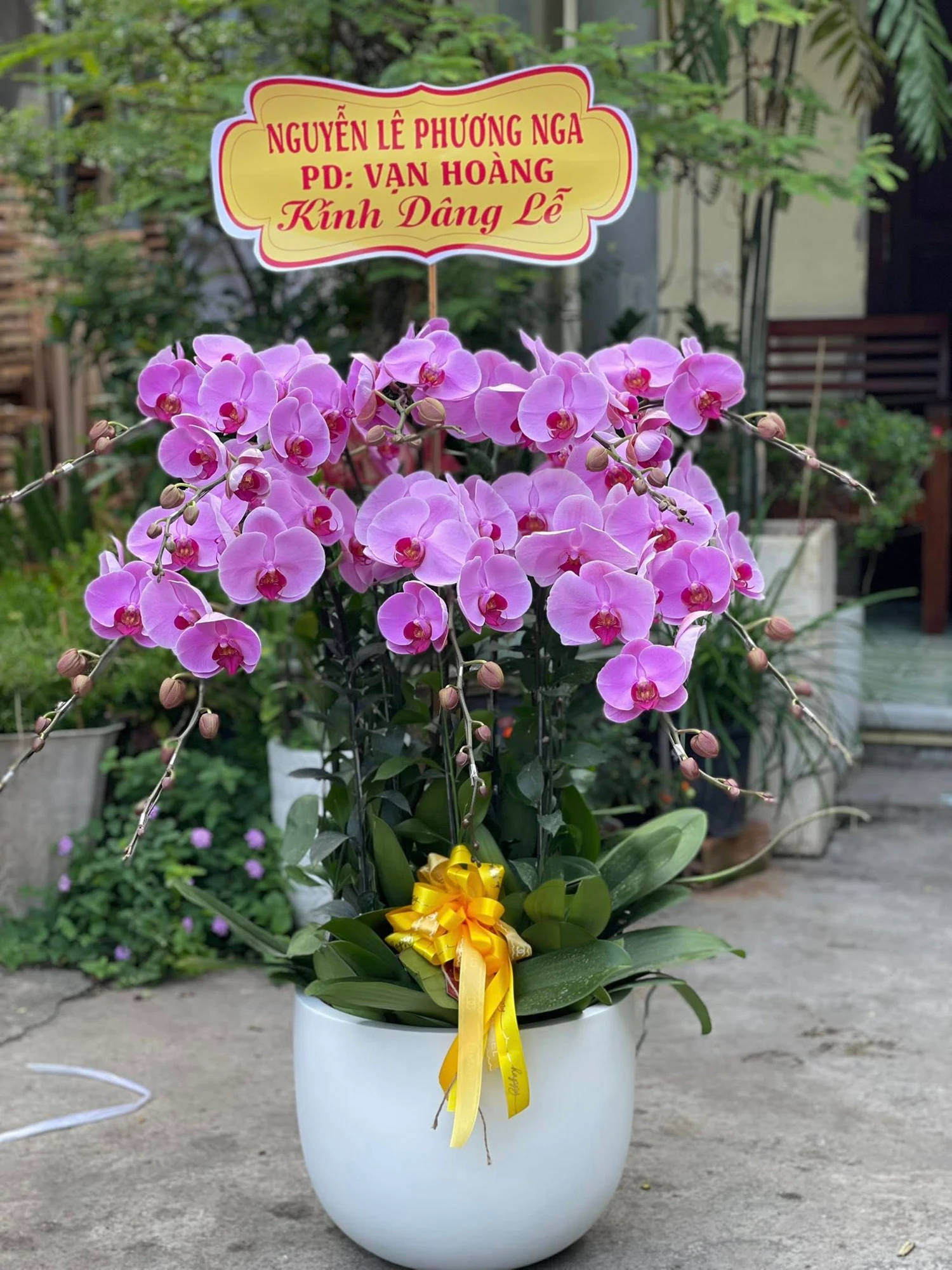 Quy trình đặt hoa lan hồ điệp Quy Nhơn