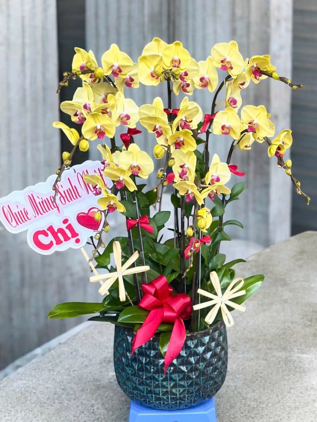 Chậu lan hồ điệp khai trương