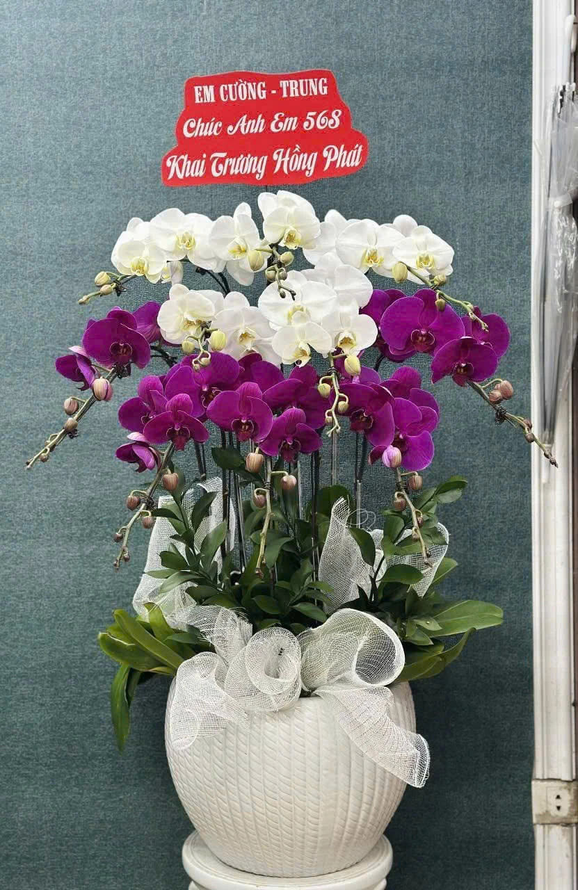 Ý nghĩa phong thủy của hoa khai trương