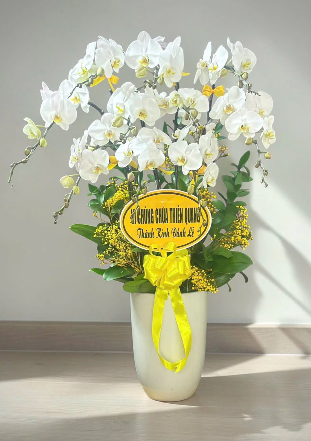 Chậu lan hồ điệp chia buồn