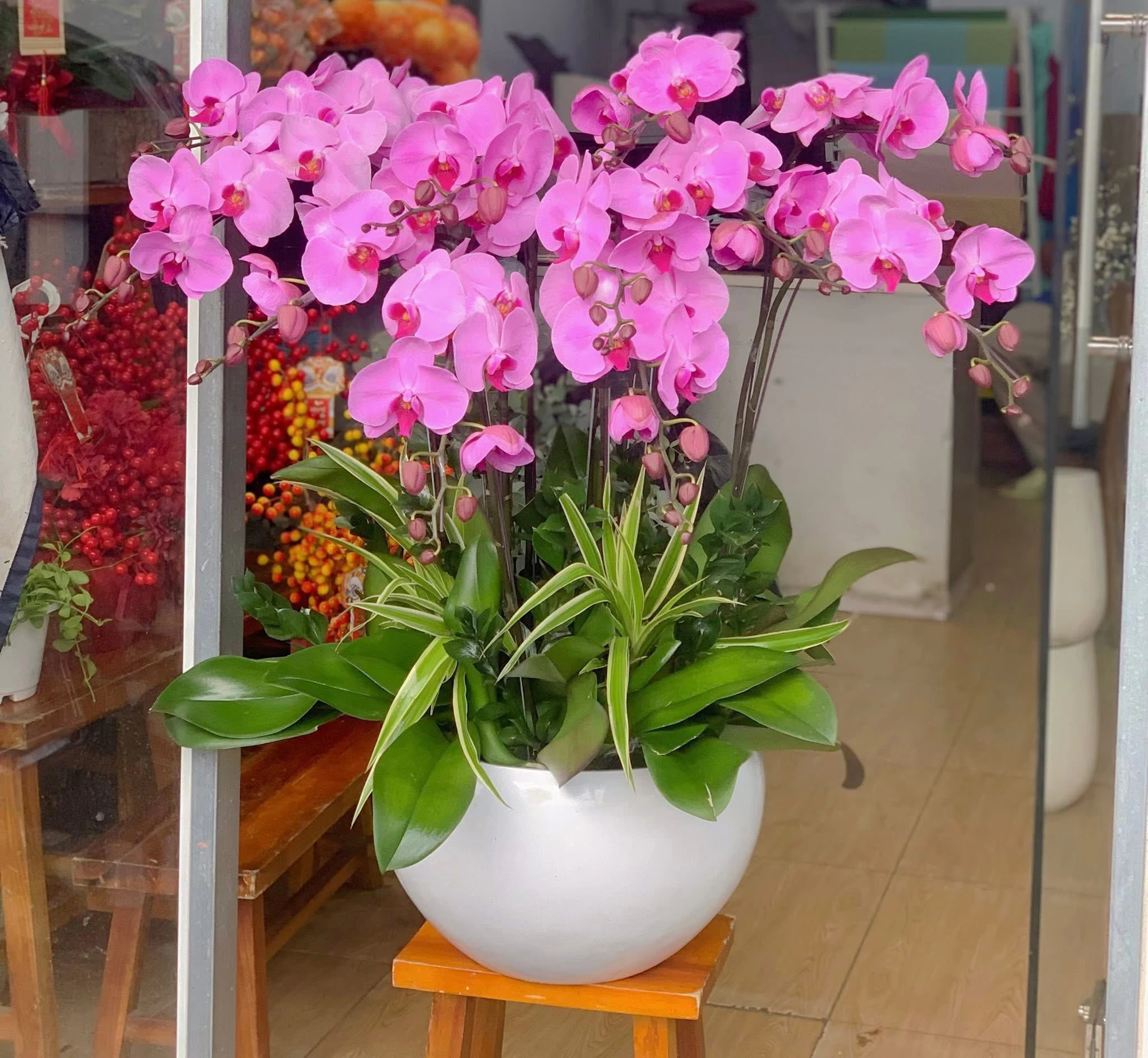 Chậu lan hồ điệp khai trương