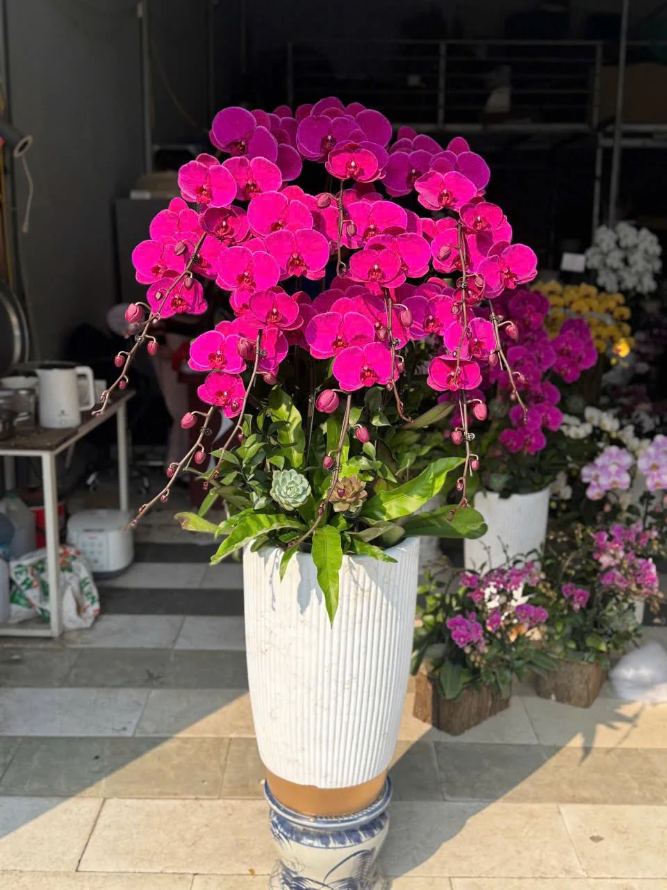 Chậu Lan Hồ Điệp – Đẳng cấp doanh nghiệp