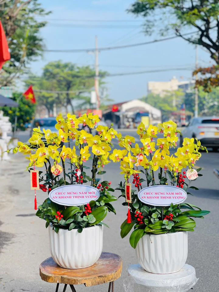 Giới thiệu shop hoa lan hồ điệp Quy Nhơn – Hoa Tháng Năm
